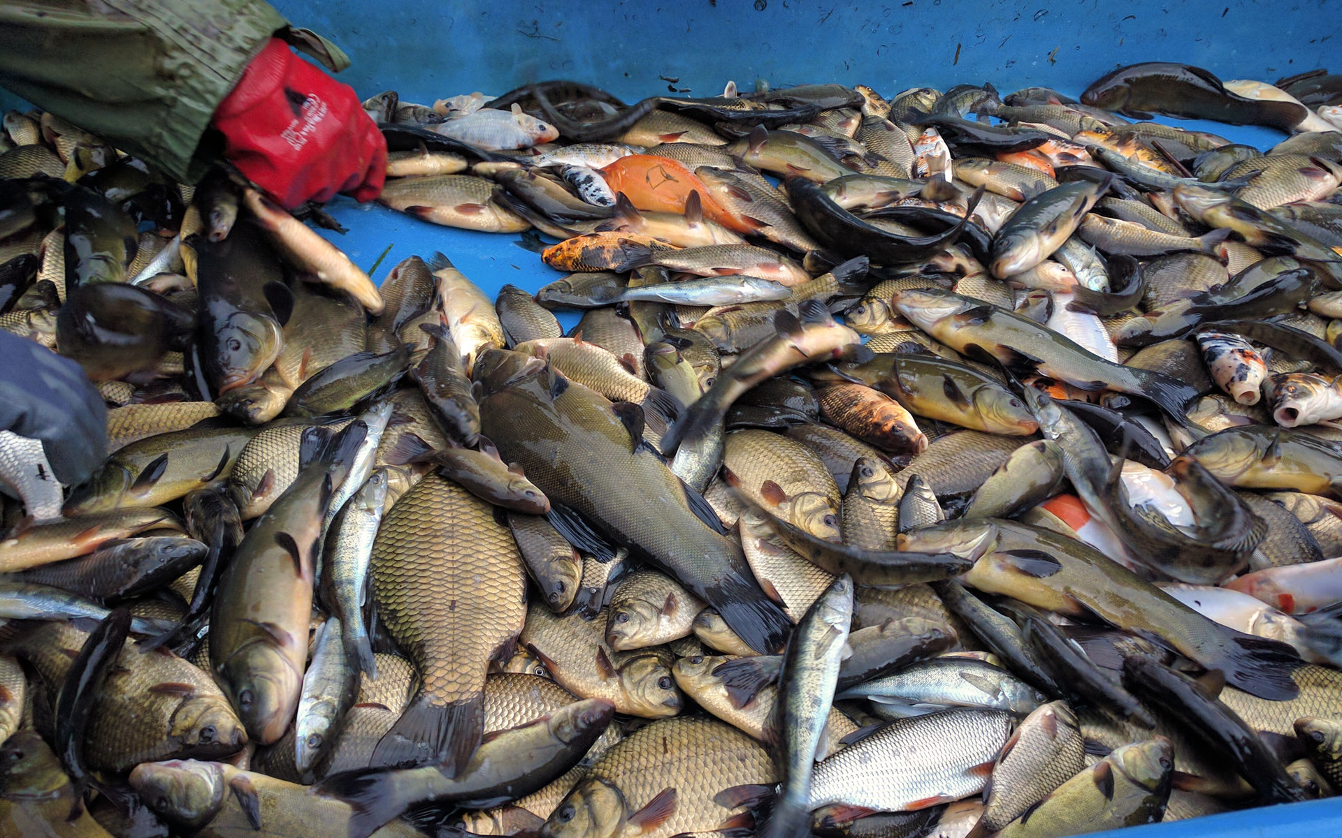 Hodowla i sprzedaż ryb słodkowodnych